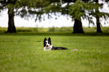 border collie dog sitting in a field