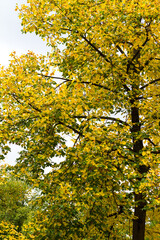 Picture of some trees in nature