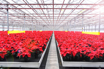 Poinsettia nursery