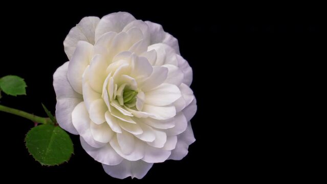 Beautiful fresh white rose opening, close up. Spa concept. Wedding, Birthday, Valentines day, Mothers day concept.