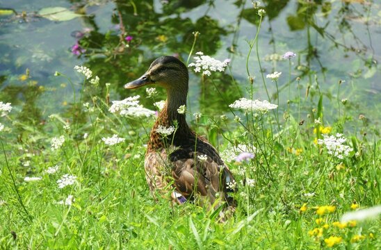 Cute little duck in the meadow by the water