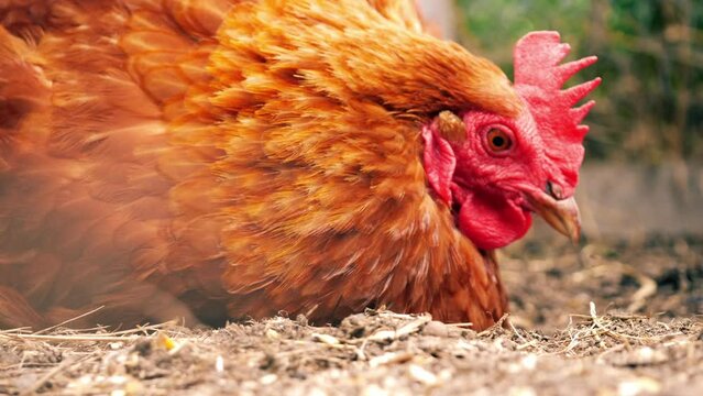 Free range hen in farmyard pecking for food 