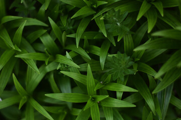 green leaves background