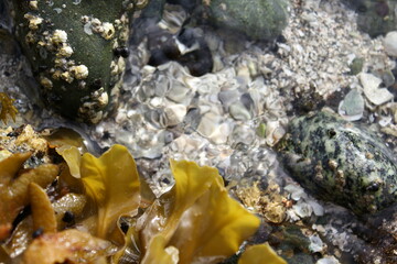 seaweed on the rocks