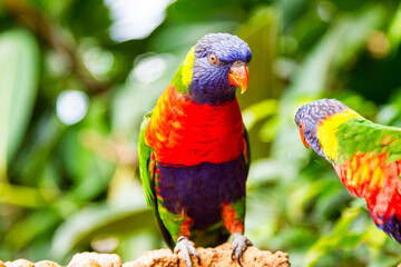 Rainbow Colorful Parrot Bird