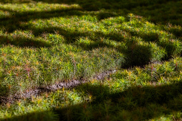 Section of conifers in the nursery-garden, sprouts of European pine in the forestry greenhouse. The technology of wood production, through the use of renewable forests in forestry.