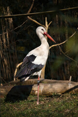 Stork standing on one leg in a cage in the Kaiserslautern Zoo on a sunny spring day in Germany.