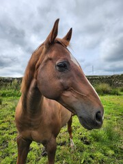 Obraz premium horse in the field