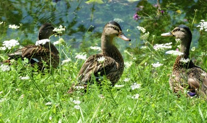Cute little ducks in the meadow by the water
