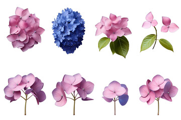 Flowers isolated on transparent background cutout PNG , ai generative