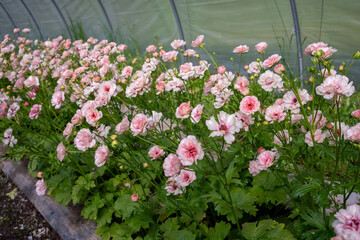 Vivid and enchanting, Butterfly Ranunculus photos showcase a kaleidoscope of delicate petals resembling vibrant butterflies in a graceful dance. These captivating images capture nature's artistry and 