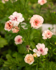 Vivid and enchanting, Butterfly Ranunculus photos showcase a kaleidoscope of delicate petals resembling vibrant butterflies in a graceful dance. These captivating images capture nature's artistry and 