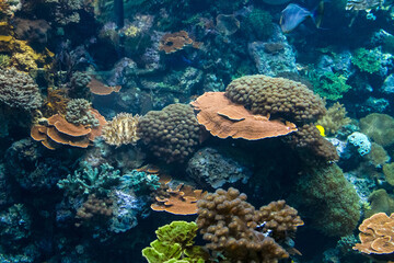 Underwater Reef with Exotic Vegetation and Sealife