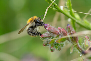 Insekten