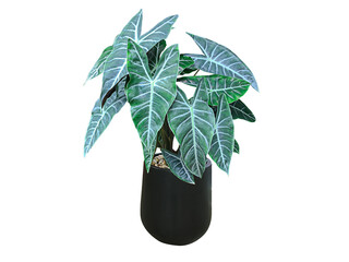 Tropical foliage plant, philodendron (philodendron billiard), anthurium, fern in black pot, tree...