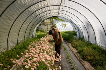 Amid vibrant blooms, a dedicated flower farmer tends to his blossoms in a greenhouse oasis, nurturing nature's beauty.