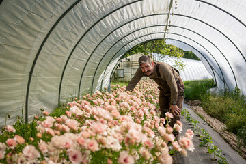 Amid vibrant blooms, a dedicated flower farmer tends to his blossoms in a greenhouse oasis, nurturing nature's beauty.
