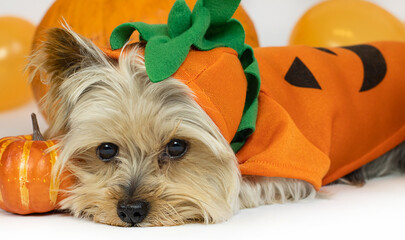 Yorkshire terrier dog dressed in a pumpkin costume lies, looks into the camera.The concept of a...