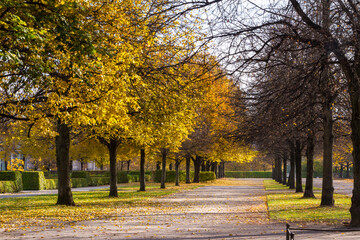 Naklejka premium Picture of some trees in nature