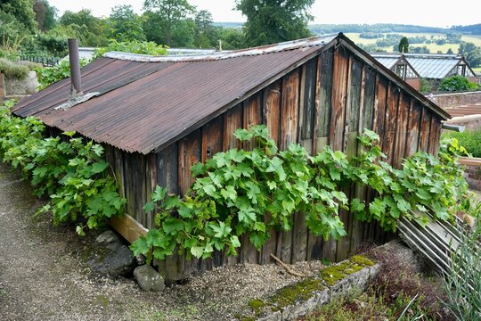 Rustic wooden shed with tin roof, with European Grape Vine (Vitis Vinifera)