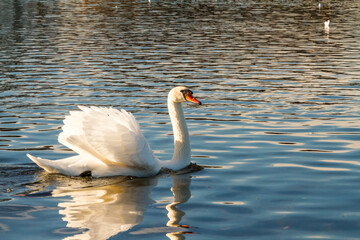 Mute swan