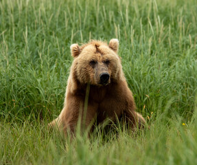 Sitting Grizzly