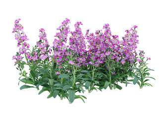 Bunch of tiny pink and purple flowers in clusters	