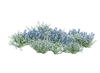 Bunch of tiny white and blue flowers in clusters