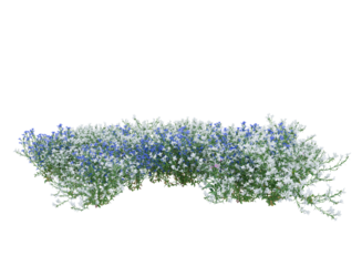 Bunch of tiny white and blue flowers in clusters