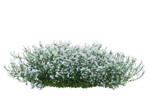 Bunch of tiny white and blue flowers in clusters