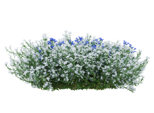 Bunch of tiny white and blue flowers in clusters