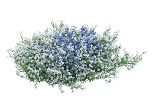 Bunch of tiny white and blue flowers in clusters