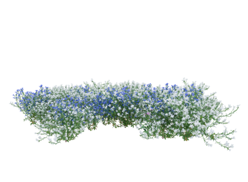 Bunch of tiny white and blue flowers in clusters