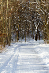 Rural snowy country road through winter woodland