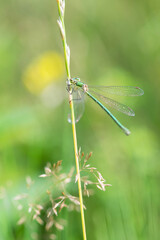 one green damselfly resting on grass blade. Rural nature close up insect. Summer scene, wildlife. Dragonfly macro detail.