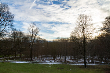 Picture of some trees in nature