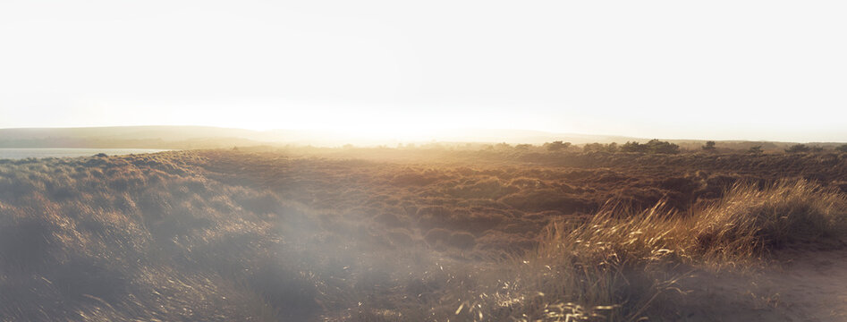 Field of grass at sunrise