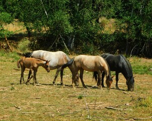 Naklejka na ściany i meble Livestock Grazing in the Countryside with Horse and Wildlife