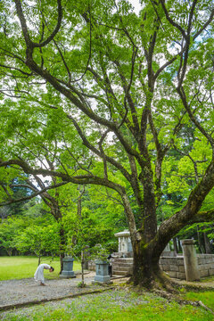 View of tree, Kumano Kodo Pilgrimage Route, Japan