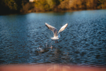 seagull flying over the water