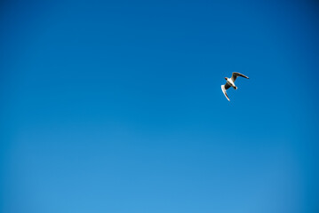 seagull in the sky