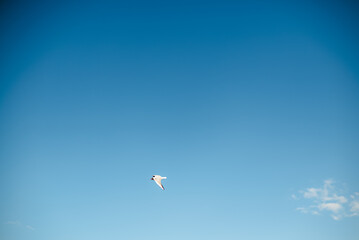 seagull in the sky