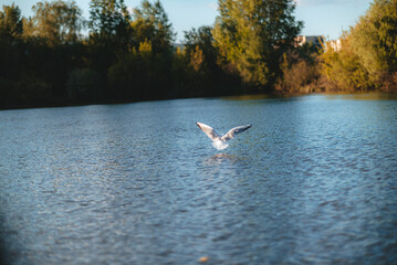 seagull flying over the water
