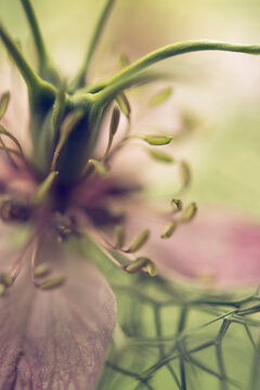 Close up of black cumin flower (Nigella sativa)