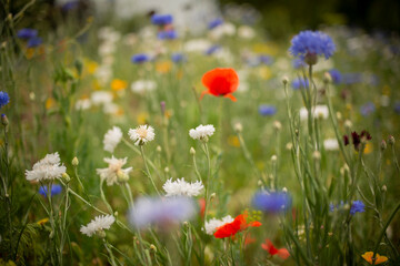 Colorful wildflowers in meadow