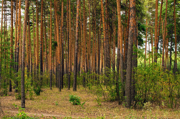 pine trunks in dense forest