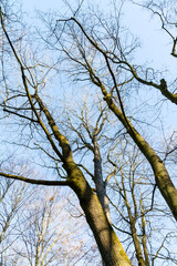 Picture of some trees in nature