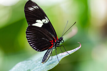 Black butterfly on a leaf