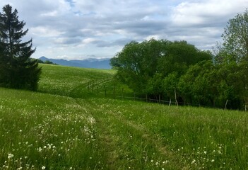 Green meadow in summer