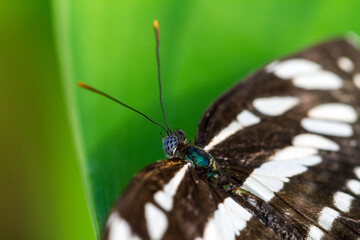 Butterfly on green leaf